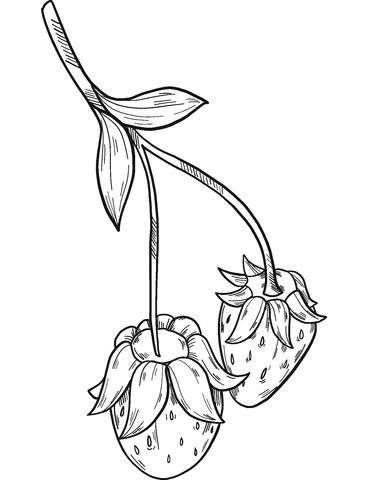 Green Strawberry Coloring Page